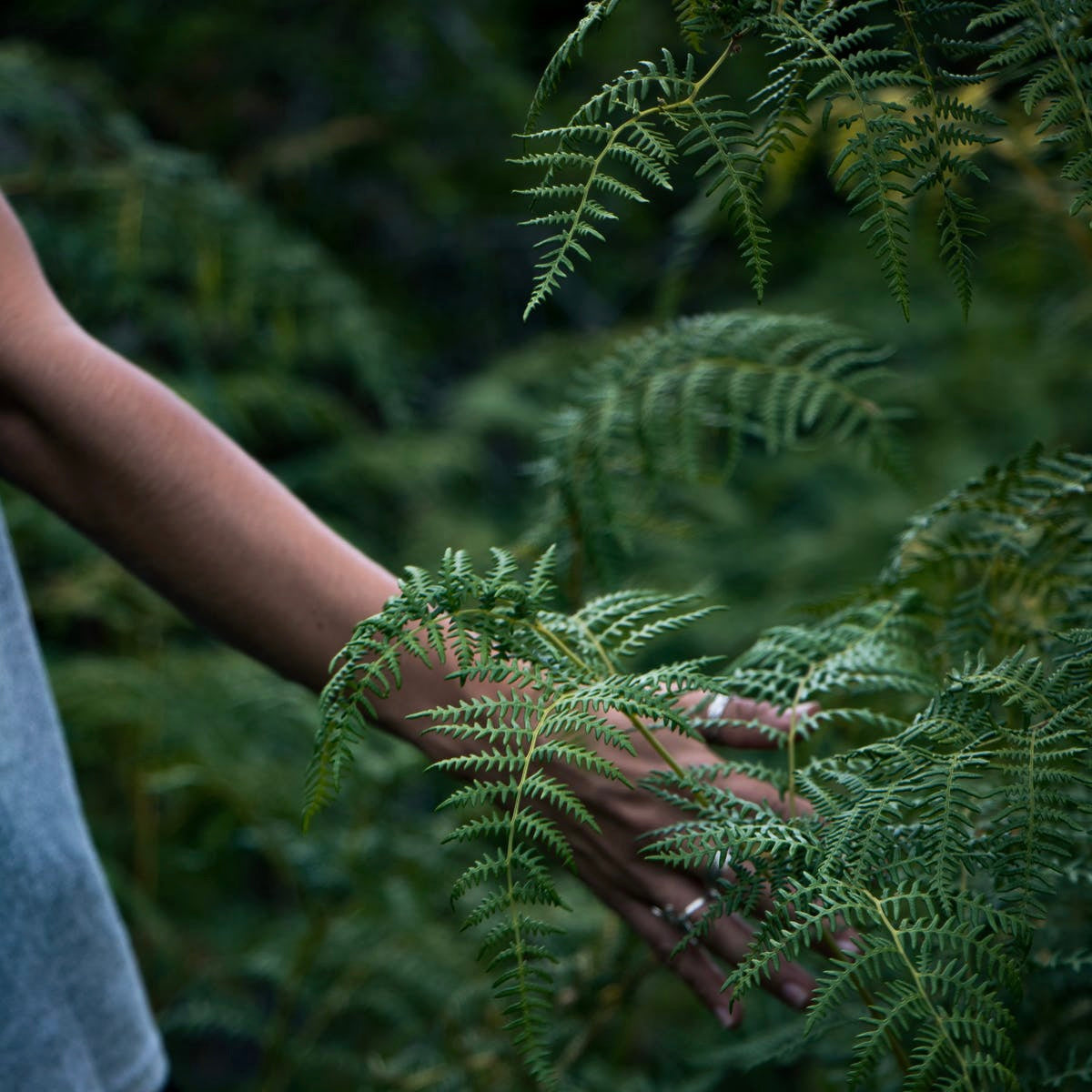 FERN CAMP